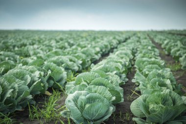Yeşil lahana tarlasıyla manzara