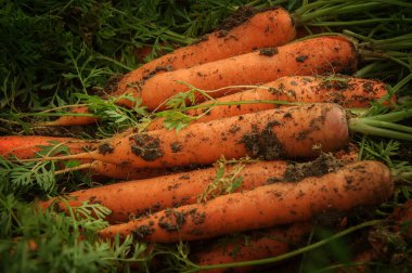 Topraklı ve yapraklı birkaç havuç.