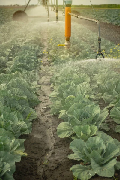 Watering machine on the cabbage field