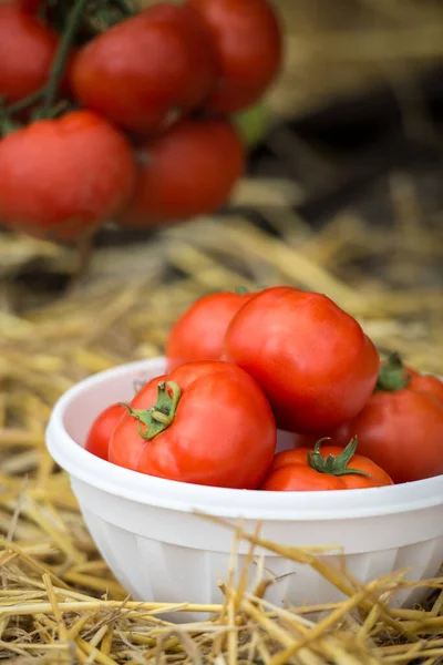 Tomates Vermelhos Tigela Branca Palha Trigo — Fotografia de Stock