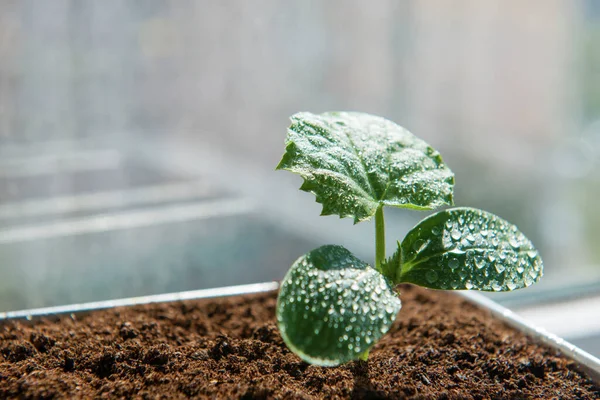 Mudas Pepino Com Gotas Água Panela Cheia Turfa — Fotografia de Stock