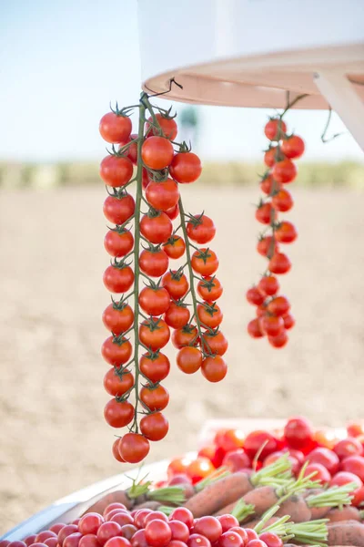 Trusses Tomates Com Fundo Campo — Fotografia de Stock