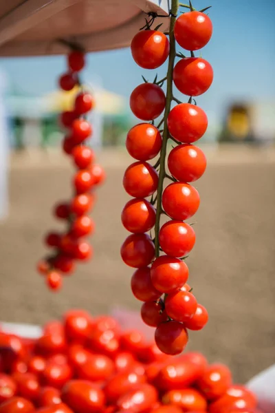 Trusses of tomatoes with the field background