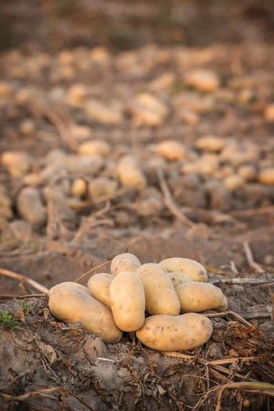 Bando Batatas Brancas Com Fundo Campo — Fotografia de Stock