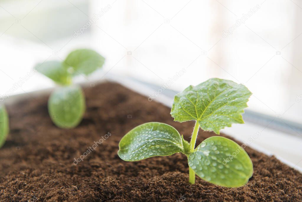 Cucumber seedlings with water drops in the pot filled with peat