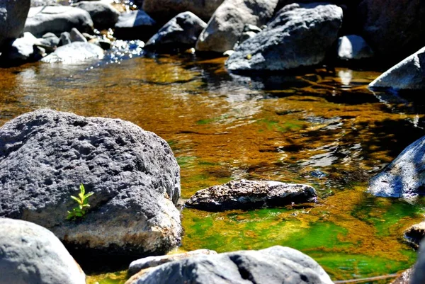 Caldera de Taburiente, La Palma Doğal Parkı. Bir su limanında tuhaf yosunlar