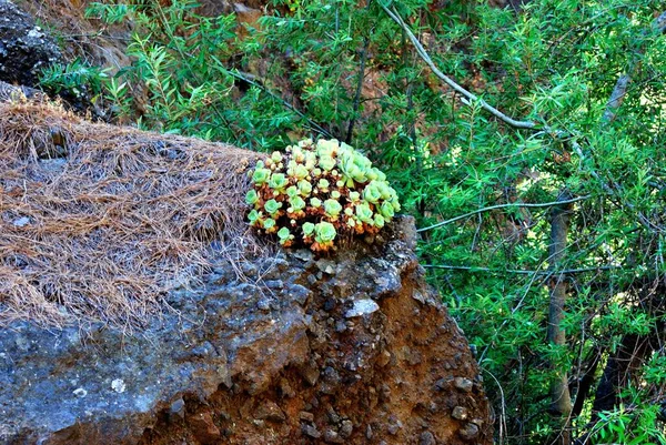 Caldera de Taburiente, La Palma Doğal Parkı