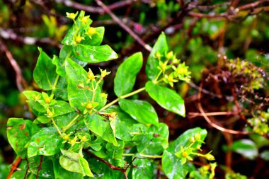 Tenerife 'deki Anaga sıradağlarındaki Laurisilva Ormanı