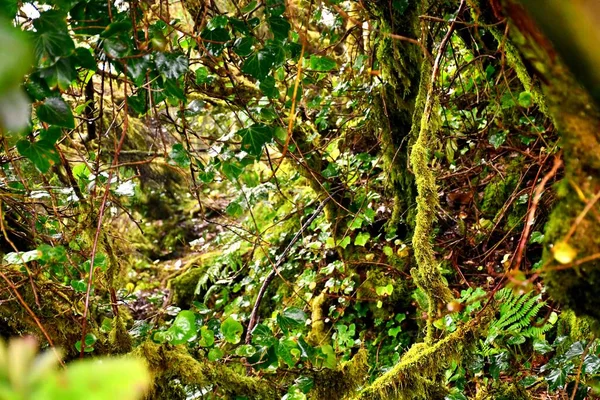 Laurisilva Forest Anaga Mountain Range Tenerife — Stock Photo, Image