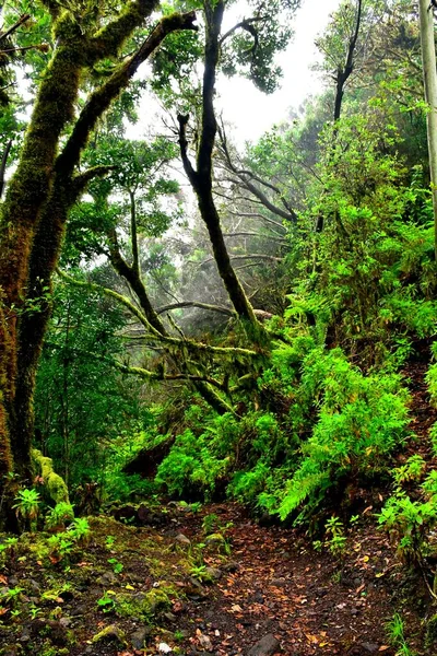 Laurisilva Forest Anaga Mountain Range Tenerife — Stock Photo, Image