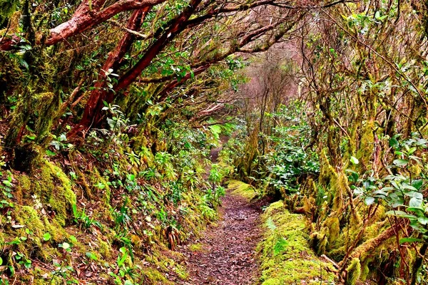 Laurisilva Forest Anaga Mountain Range Tenerife — Stock Photo, Image