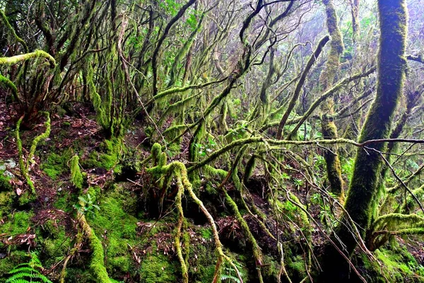 Laurisilva Forest Anaga Mountain Range Tenerife — Stock Photo, Image