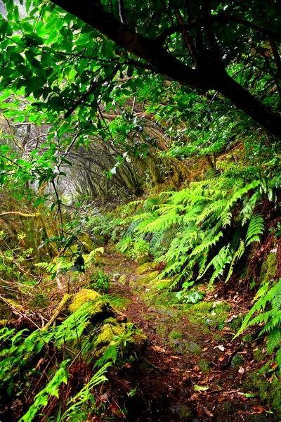 Laurisilva Forest Anaga Mountain Range Tenerife — Stock Photo, Image