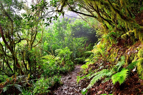 Laurisilva Forest Anaga Mountain Range Tenerife — Stock Photo, Image