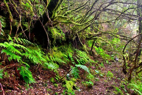 Laurisilva Forest Anaga Mountain Range Tenerife — Stock Photo, Image