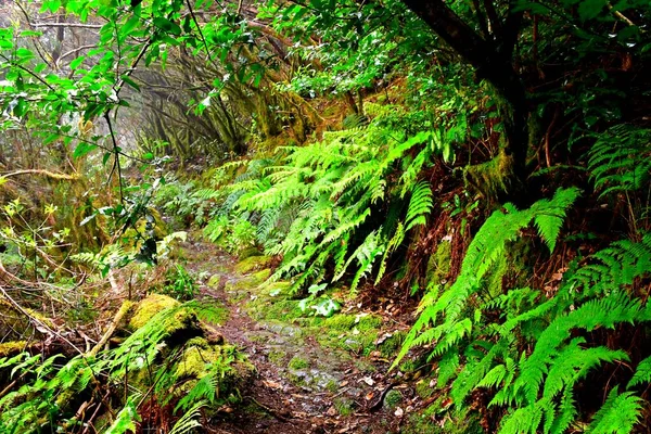 Laurisilva Forest Anaga Mountain Range Tenerife — Stock Photo, Image