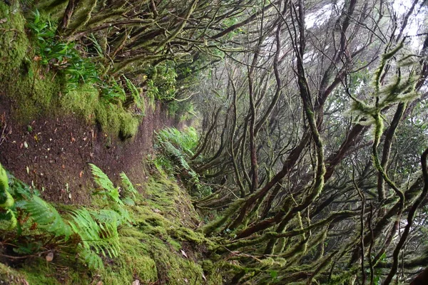 Laurisilva Forest Anaga Mountain Range Tenerife — Stock Photo, Image