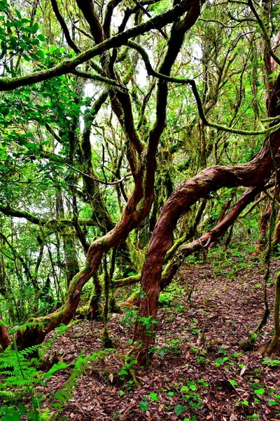 Laurisilva Forest Anaga Mountain Range Tenerife — Stock Photo, Image