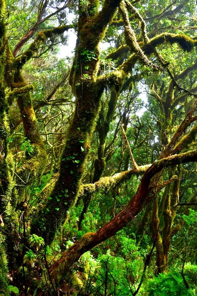 Laurisilva Forest Anaga Mountain Range Tenerife — Stock Photo, Image