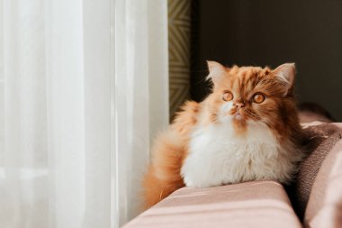 Kanepenin arkasındaki pencerenin yanındaki tüylü kızıl kedi. Kırmızı İskoç kedi yavrusu.