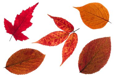 Beyaz bir arka planda kırmızı sonbahar yaprakları. Kuru yapraklar.