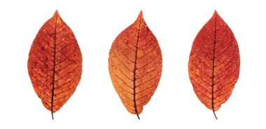 Beyaz bir arka planda kırmızı sonbahar yaprakları. Kuru yapraklar.