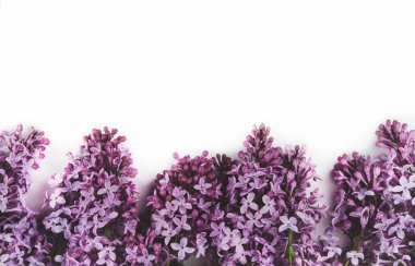 Beyaz izole bir arka planda leylak çiçekleri. Leylak çiçekleri sınırı.
