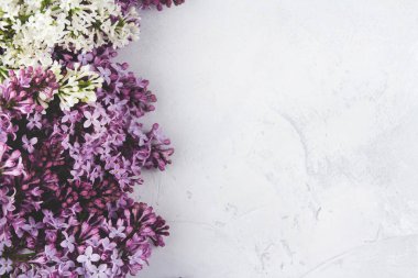 Açık gri arka planda leylak çiçekleri. Leylak çiçekleri sınırı.