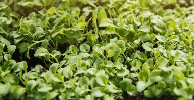 Çiçek fideleri. Kalın lobelia filizleri. Lobelia fideleri.