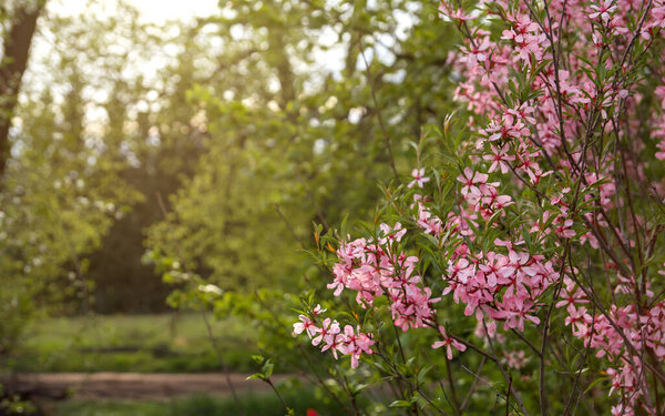 Pink almond flowers in the park. Pink spring flowers copy space. 