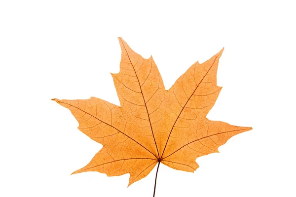 Oranžový Javorový List Bílém Izolovaném Pozadí Podzimní List Kanadského Javoru — Stock fotografie
