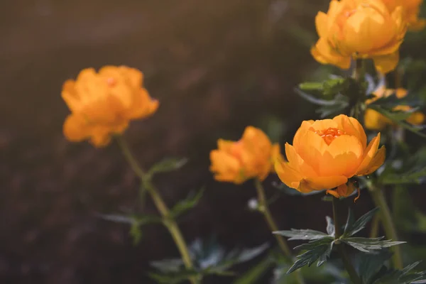 Помаранчеві Весняні Квіти Копіюють Простір Сибірські Квіти Цвітіння Троліуса — стокове фото