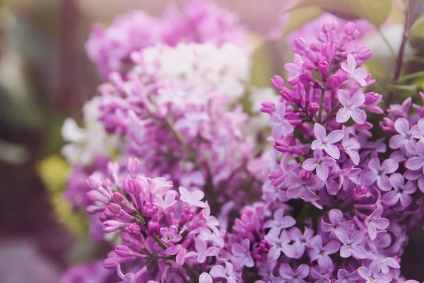 Весняні Квіти Бузку Букет Бузку Бузок Саду — стокове фото