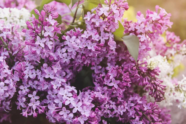 Flores Primavera Lila Ramo Lilas Lila Jardín —  Fotos de Stock