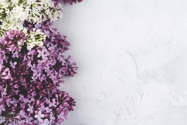 Λουλούδια Πασχαλιάς Ανοιχτό Γκρι Φόντο Ένα Σύνορο Από Πασχαλινά Λουλούδια — Φωτογραφία Αρχείου