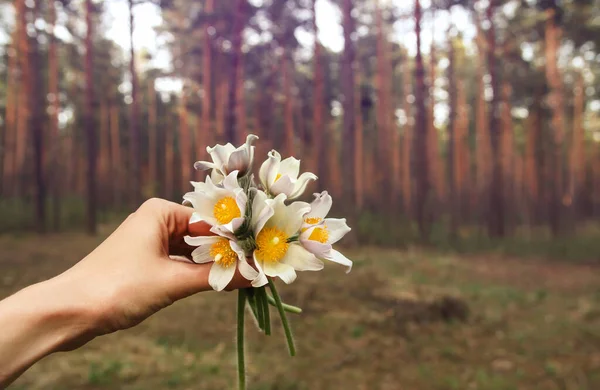 手に小さな雪滴の花束 針葉樹林の春の花 シベリアの降雪 — ストック写真