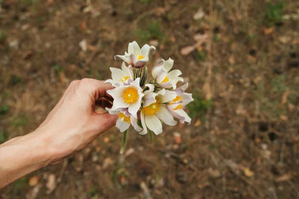 Ένα Μικρό Μπουκέτο Από Σταγόνες Χιονιού Στο Χέρι Ανοιξιάτικα Λουλούδια — Φωτογραφία Αρχείου