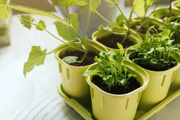 Blumensetzlinge Grünen Plastiktöpfen Lobelien Sämlinge Jungpflanzen Fenster — Stockfoto