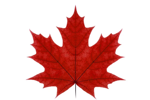 Red Maple Leaf White Isolated Background Autumn Leaf Canadian Maple — Stock Photo, Image