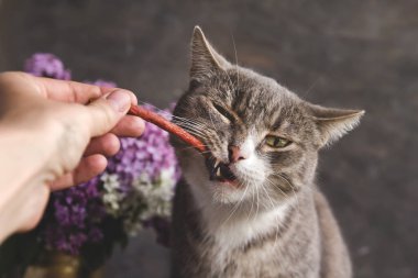 Gri tekir kedi kedi kedi sosisi çiğner. Kedi maması. İnsan eli bir kediyi besler..