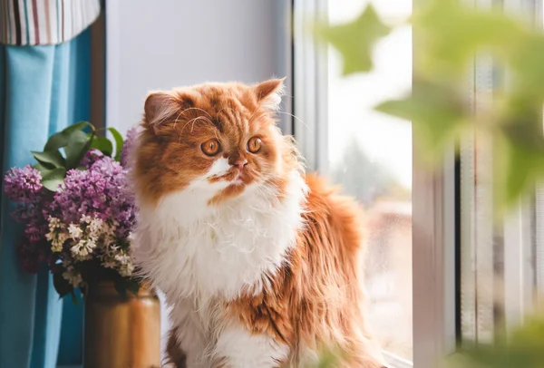 Een Pluizige Gember Kat Zit Een Vensterbank Kijkt Uit Het — Stockfoto