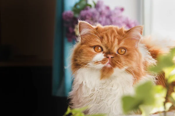 A fluffy ginger cat sits on a windowsill and looks out the window. Ginger long-haired cat on a background of a lilac bouquet copy space.