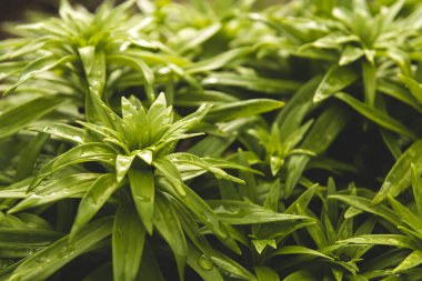 Bahçede genç zambaklar filizleniyor. Yağmurdan sonra ıslak zambak yaprakları.