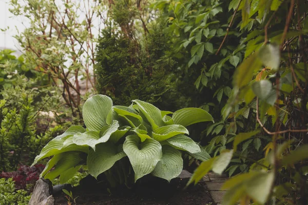 Ein Strauch Blauer Hosta Der Mit Tau Bedeckt Ist Morgengarten — Stockfoto