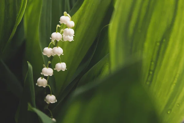 Білі Квіти Лілії Долині Копіюють Простір Весняні Квітучі Лілії Долини — стокове фото