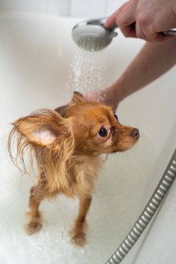 Rus oyuncak teriyeri banyoda duş alıyor.