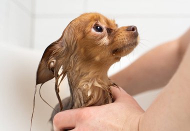 Küçük Rus oyuncak teriyer köpeği banyoda duş alıyor.