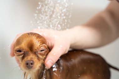 Küçük Rus oyuncak teriyer köpeği banyoda duş alıyor.