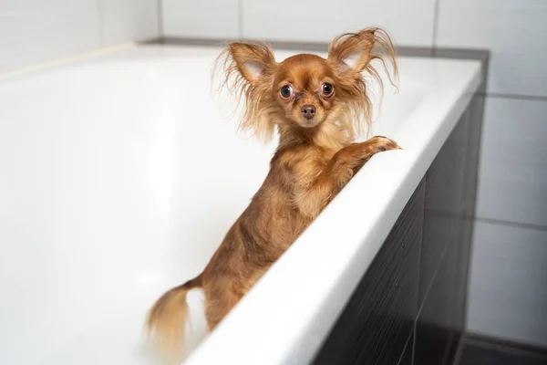 Pequeno Brinquedo Russo Terrier Cão Tomando Banho Banheiro Casa — Fotografia de Stock