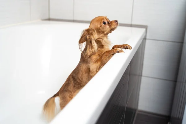 Küçük Rus oyuncak teriyer köpeği banyoda duş alıyor.